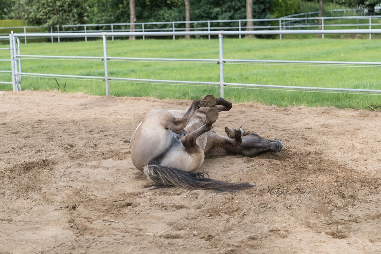 Bild 67 - Pony Akademie Turnier